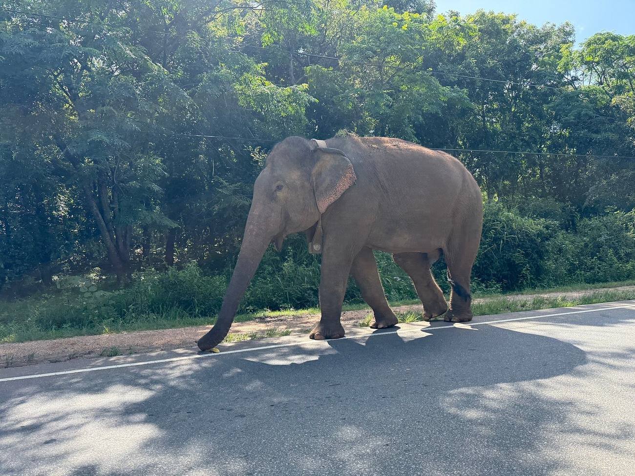 A calm road scene on a Sri Lankan private transfer route